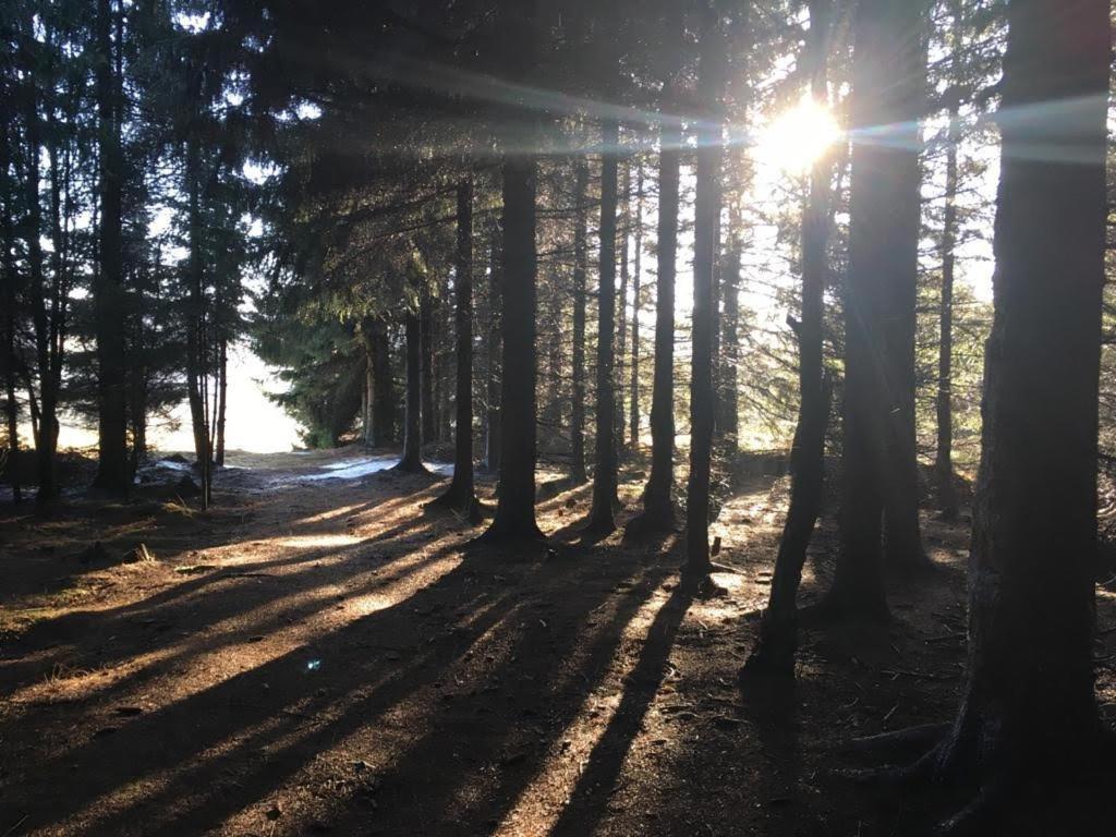 Apartmany Forest Kovářská Eksteriør billede